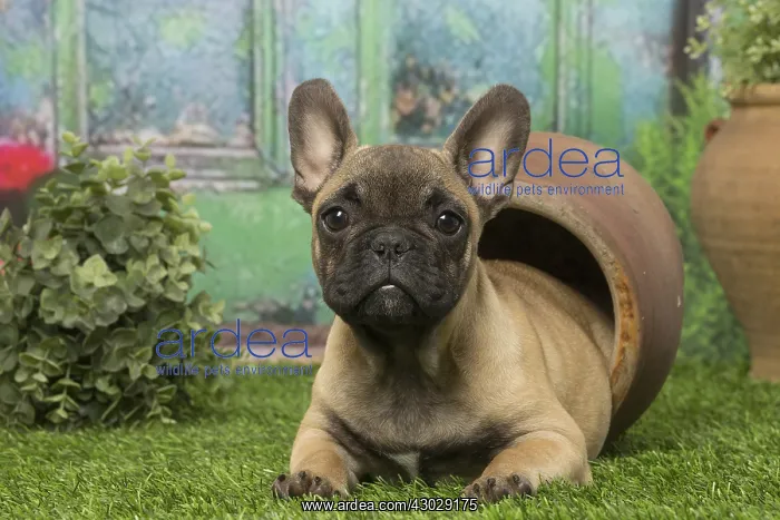  : French Bulldog puppy dog outdoors