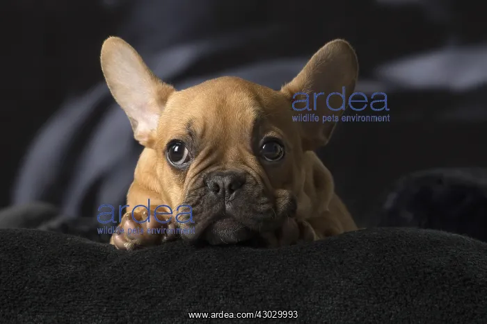  : French Bulldog puppy indoors