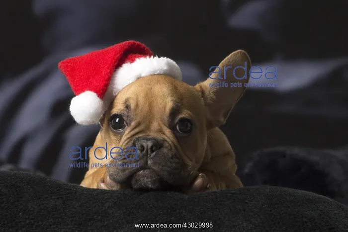  : French Bulldog puppy indoors