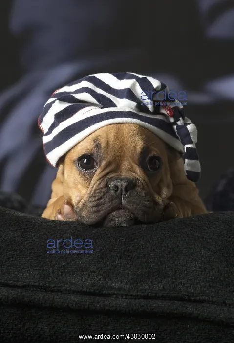  : French Bulldog puppy indoors