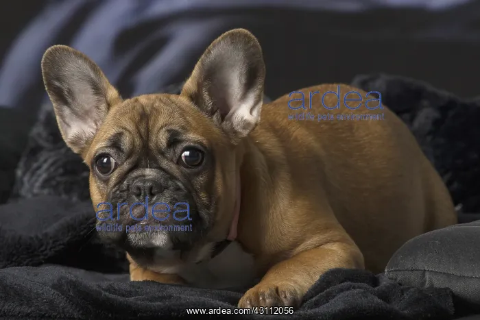  : French Bulldog puppy indoors