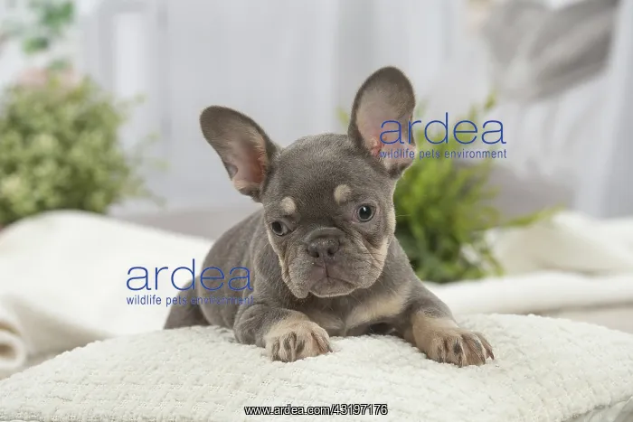 : French Bulldog puppy indoors : French Bulldog puppy indoors