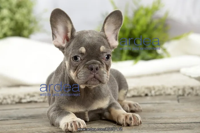: French Bulldog puppy indoors : French Bulldog puppy indoors