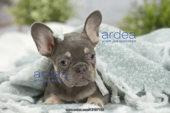 : French Bulldog puppy indoors : French Bulldog puppy indoors