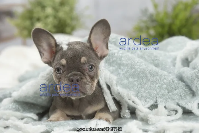 : French Bulldog puppy indoors : French Bulldog puppy indoors