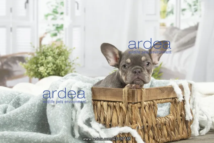 : French Bulldog puppy indoors : French Bulldog puppy indoors