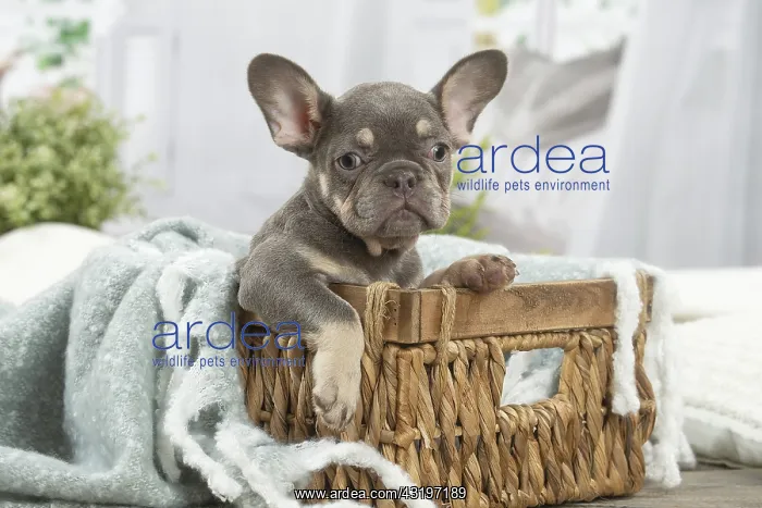 : French Bulldog puppy indoors : French Bulldog puppy indoors