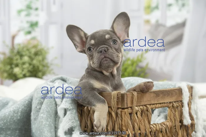 : French Bulldog puppy indoors : French Bulldog puppy indoors