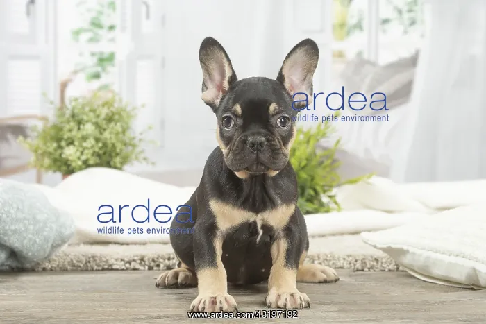 : French Bulldog puppy indoors : French Bulldog puppy indoors