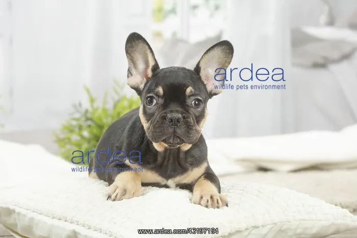 : French Bulldog puppy indoors : French Bulldog puppy indoors