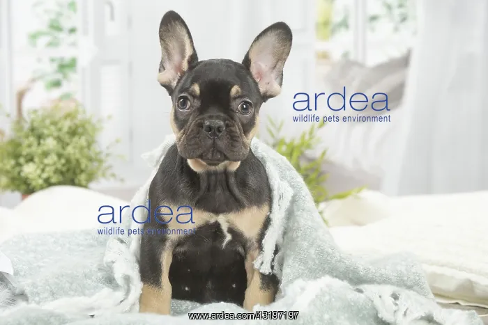 : French Bulldog puppy indoors : French Bulldog puppy indoors