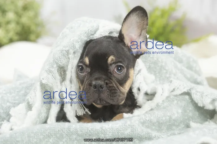 : French Bulldog puppy indoors : French Bulldog puppy indoors