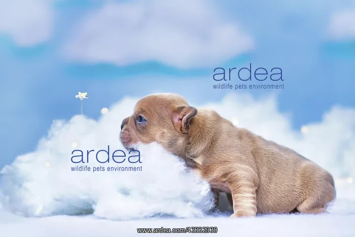 : French Bulldog puppy looking at star between fluffy : French Bulldog puppy looking at star between fluffy