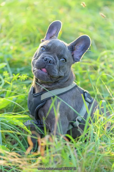 : French bulldog, puppy in meadow : French bulldog, puppy in meadow