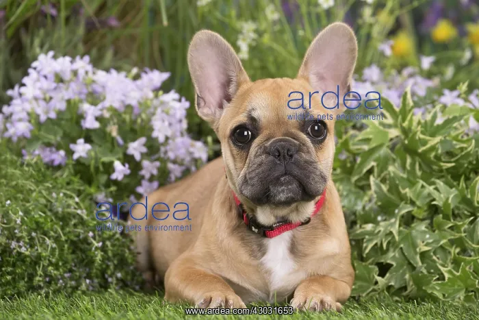  : French Bulldog puppy outdoors