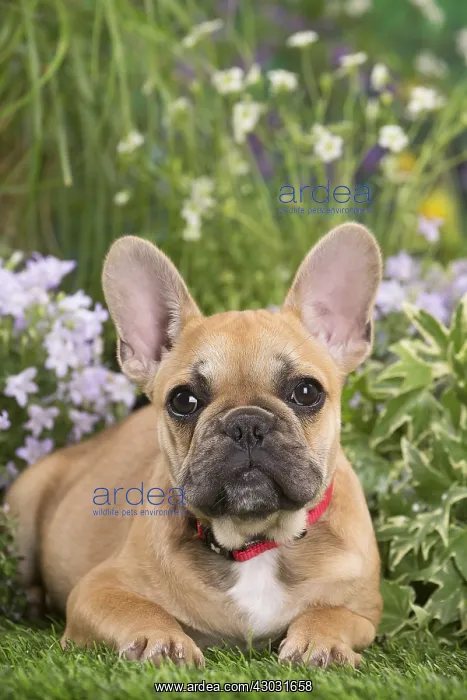  : French Bulldog puppy outdoors