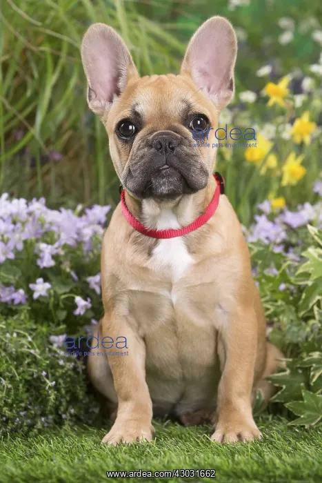  : French Bulldog puppy outdoors