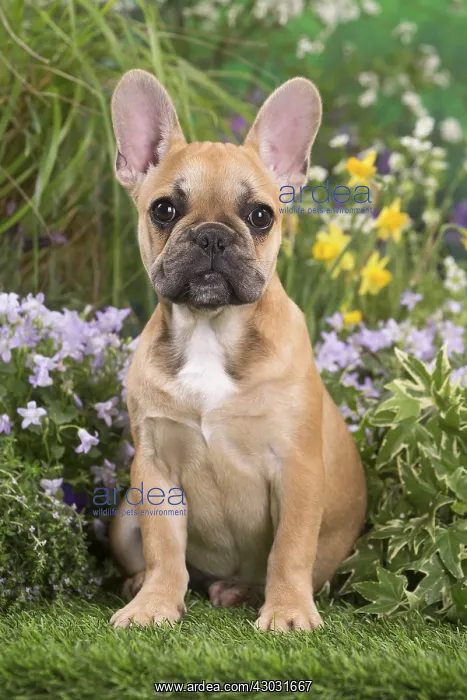  : French Bulldog puppy outdoors