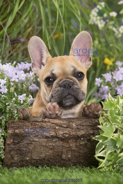  : French Bulldog puppy outdoors