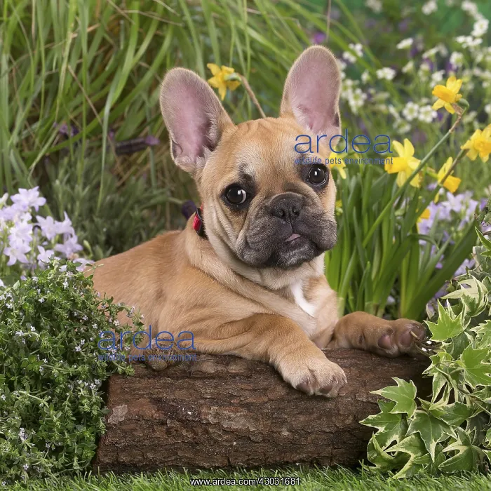  : French Bulldog puppy outdoors