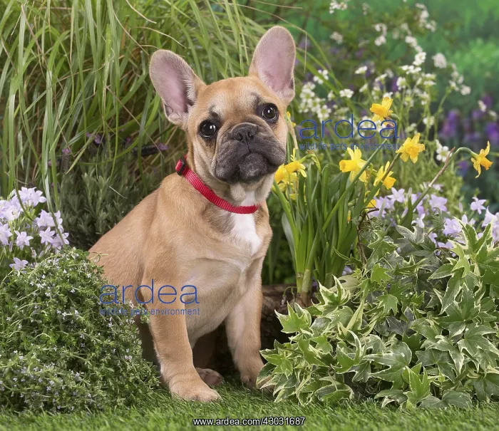  : French Bulldog puppy outdoors