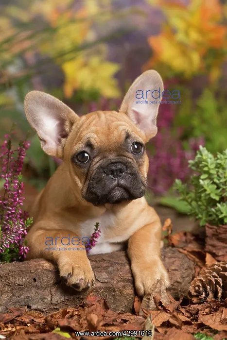 : French Bulldog puppy outdoors in Autumn : French Bulldog puppy outdoors in Autumn