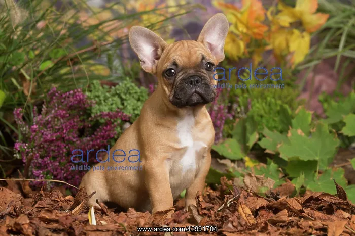 : French Bulldog puppy outdoors in Autumn : French Bulldog puppy outdoors in Autumn