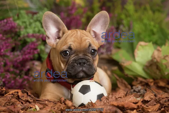 : French Bulldog puppy outdoors in Autumn : French Bulldog puppy outdoors in Autumn