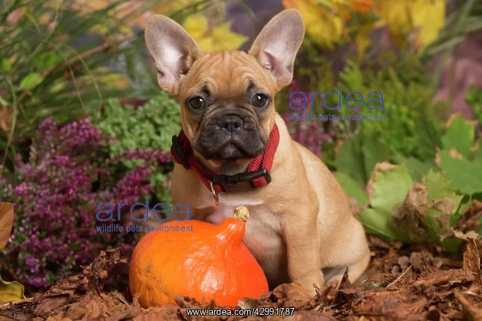  : French Bulldog puppy outdoors in Autumn