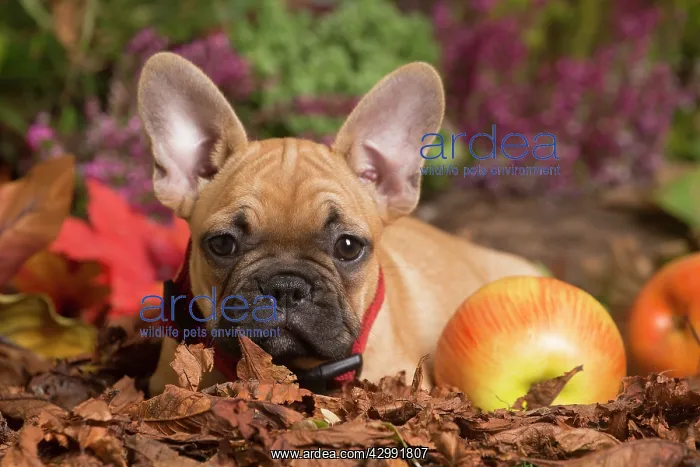 : French Bulldog puppy outdoors in Autumn : French Bulldog puppy outdoors in Autumn