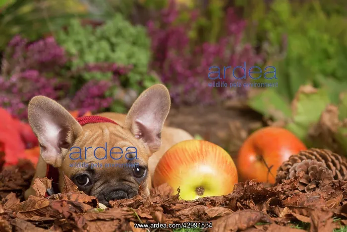 : French Bulldog puppy outdoors in Autumn : French Bulldog puppy outdoors in Autumn