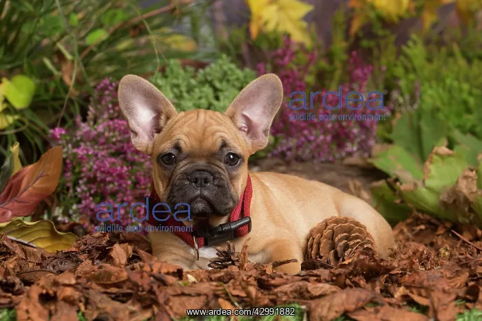: French Bulldog puppy outdoors in Autumn : French Bulldog puppy outdoors in Autumn
