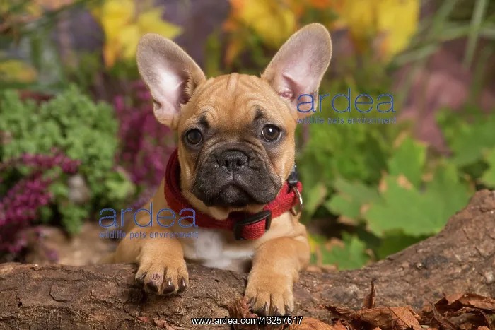 : French Bulldog puppy outdoors in Autumn : French Bulldog puppy outdoors in Autumn