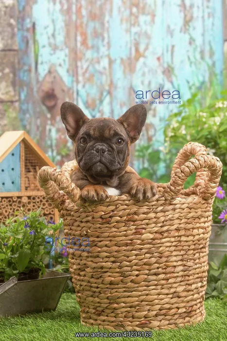 : French Bulldog puppy outdoors in the garden : French Bulldog puppy outdoors in the garden