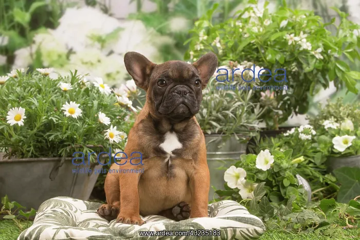 : French Bulldog puppy outdoors in the garden : French Bulldog puppy outdoors in the garden