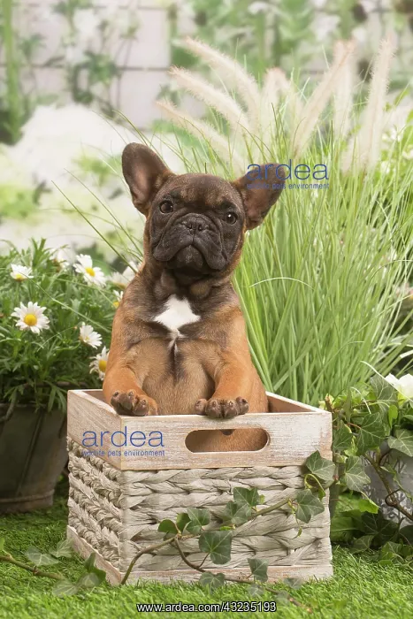 : French Bulldog puppy outdoors in the garden : French Bulldog puppy outdoors in the garden