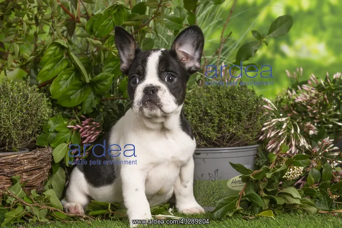 : French Bulldog puppy outdoors in the garden : French Bulldog puppy outdoors in the garden