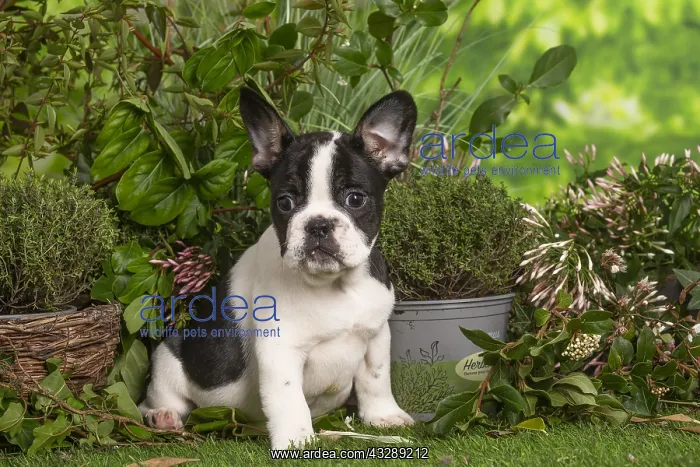 : French Bulldog puppy outdoors in the garden : French Bulldog puppy outdoors in the garden