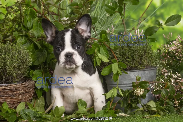 : French Bulldog puppy outdoors in the garden : French Bulldog puppy outdoors in the garden