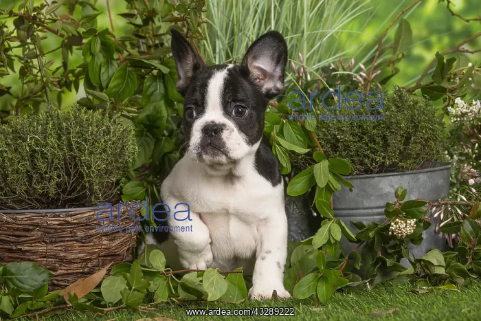 : French Bulldog puppy outdoors in the garden : French Bulldog puppy outdoors in the garden