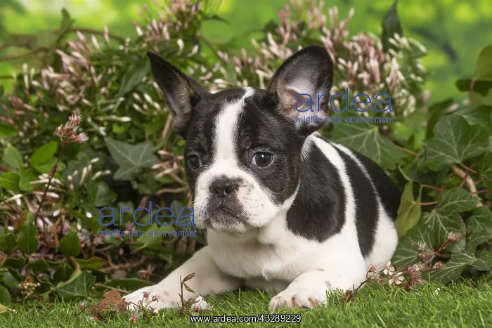 : French Bulldog puppy outdoors in the garden : French Bulldog puppy outdoors in the garden