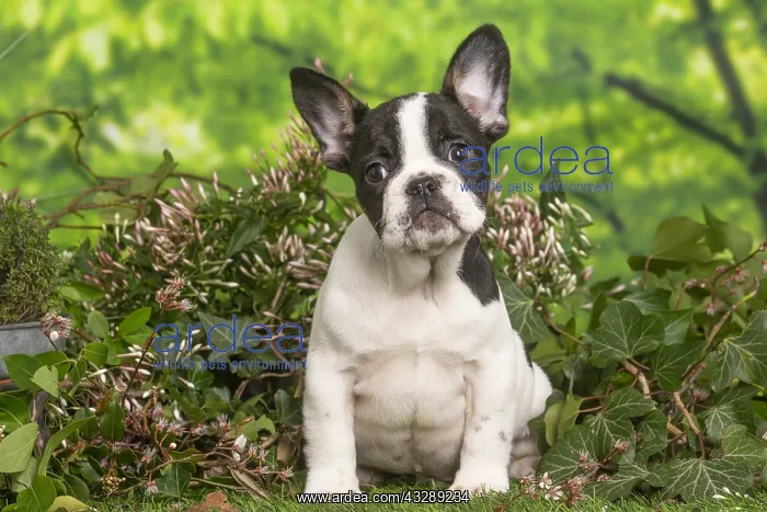 : French Bulldog puppy outdoors in the garden : French Bulldog puppy outdoors in the garden