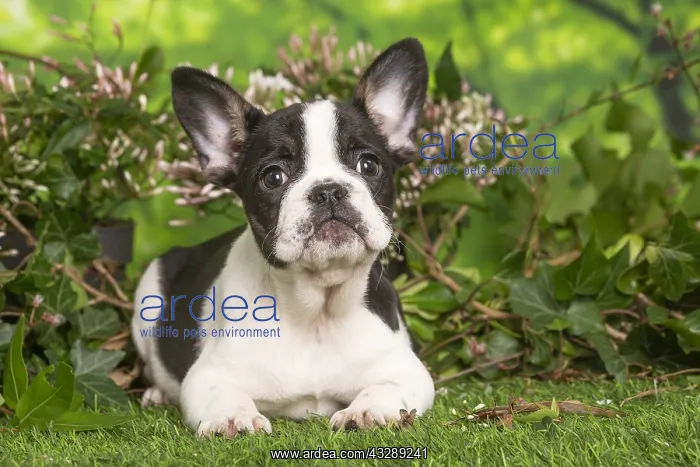 : French Bulldog puppy outdoors in the garden : French Bulldog puppy outdoors in the garden