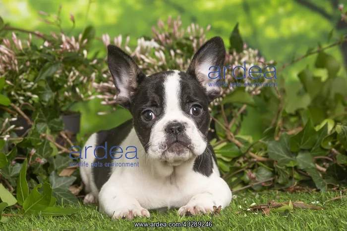 : French Bulldog puppy outdoors in the garden : French Bulldog puppy outdoors in the garden