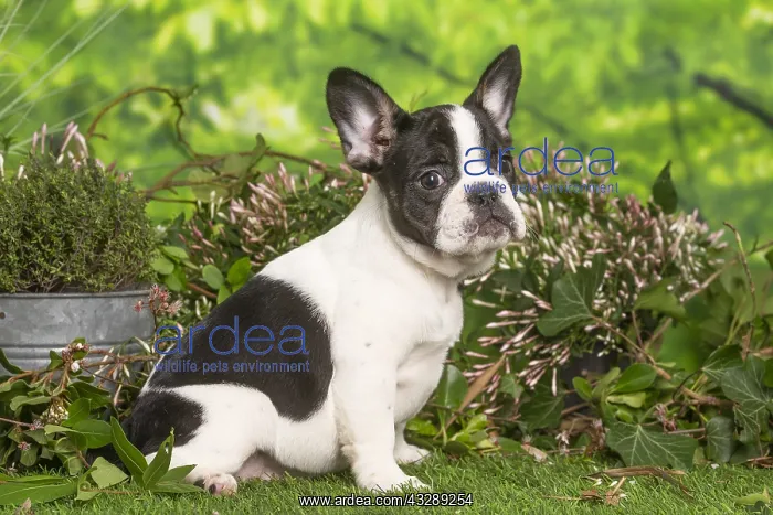 : French Bulldog puppy outdoors in the garden : French Bulldog puppy outdoors in the garden