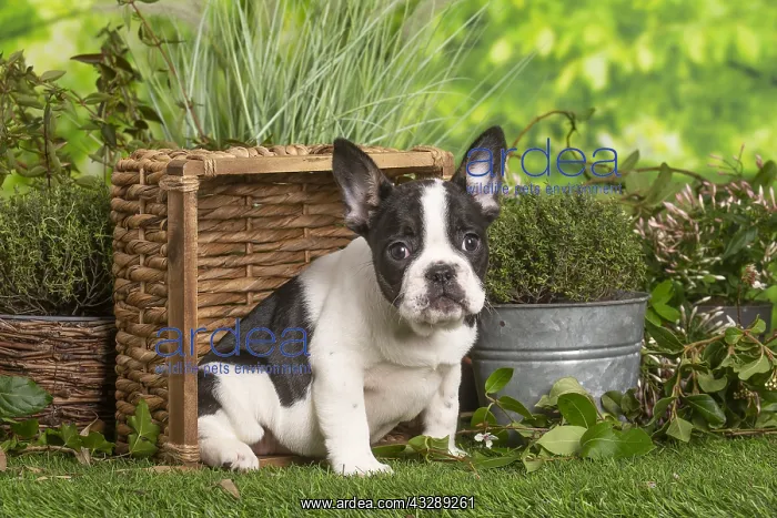 : French Bulldog puppy outdoors in the garden : French Bulldog puppy outdoors in the garden