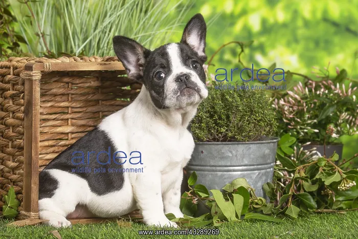 : French Bulldog puppy outdoors in the garden : French Bulldog puppy outdoors in the garden