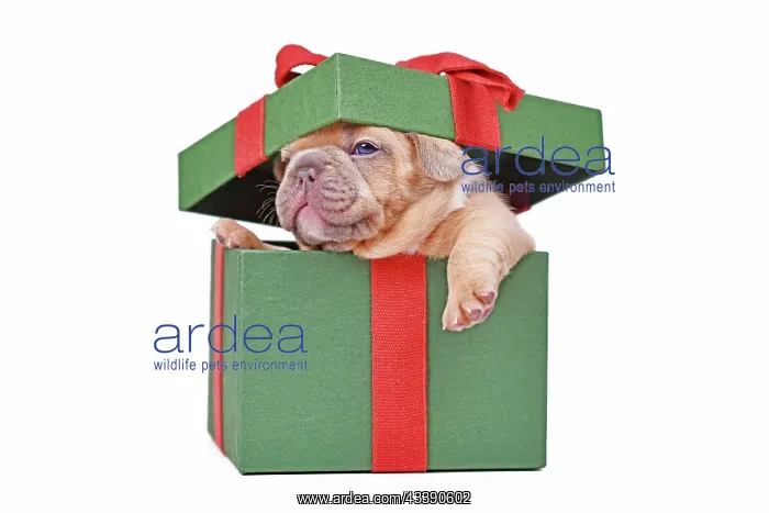 : French Bulldog puppy peaking out of green Christmas : French Bulldog puppy peaking out of green Christmas