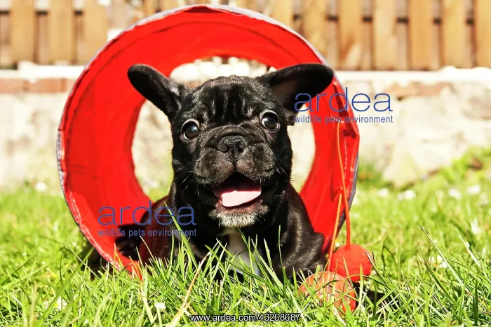 : French Bulldog puppy playing in a tunnel : French Bulldog puppy playing in a tunnel