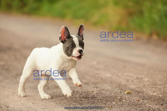 : French Bulldog, puppy running on a path : French Bulldog, puppy running on a path